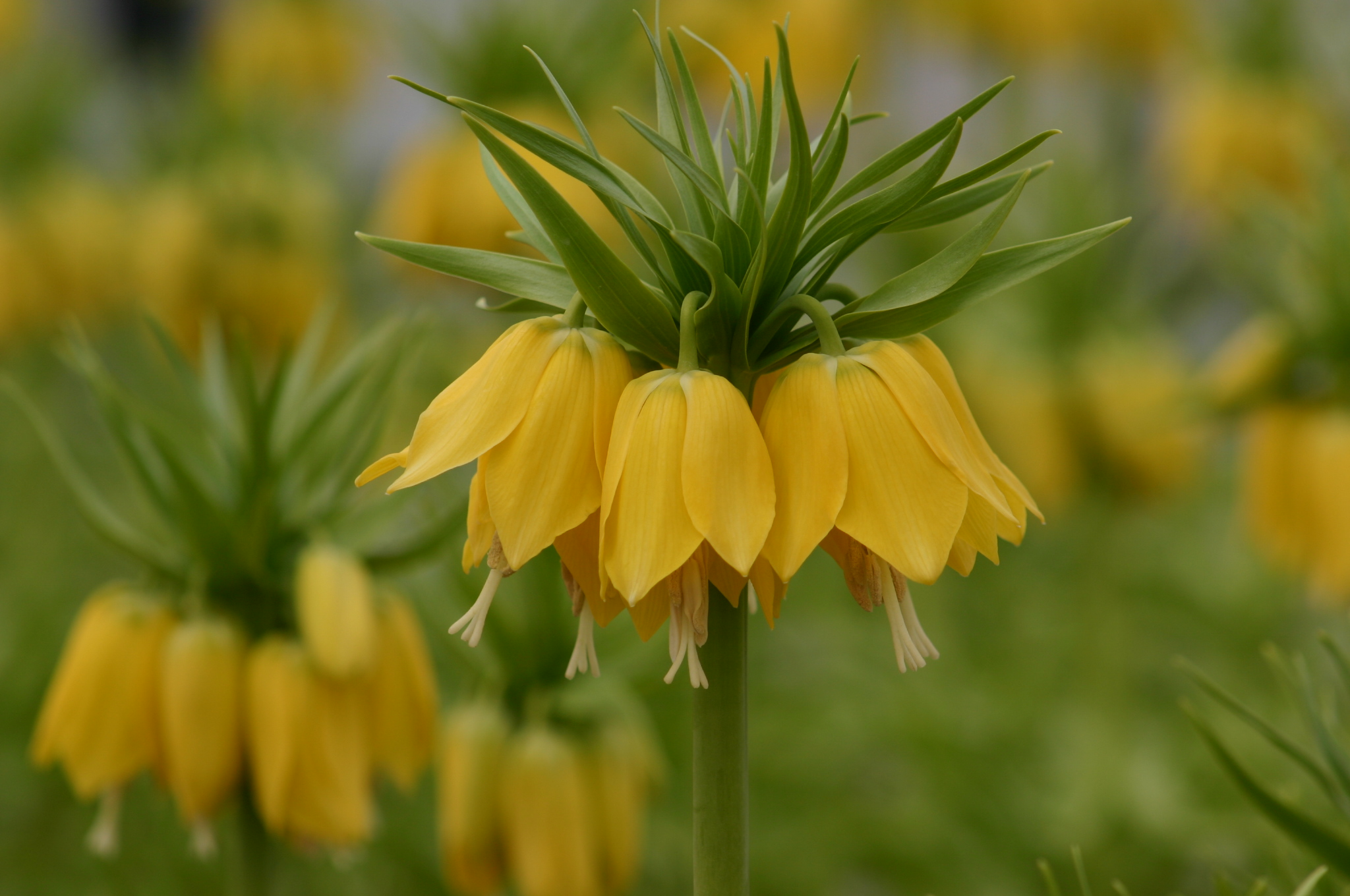 Fritillaria imperialis 'Lutea'